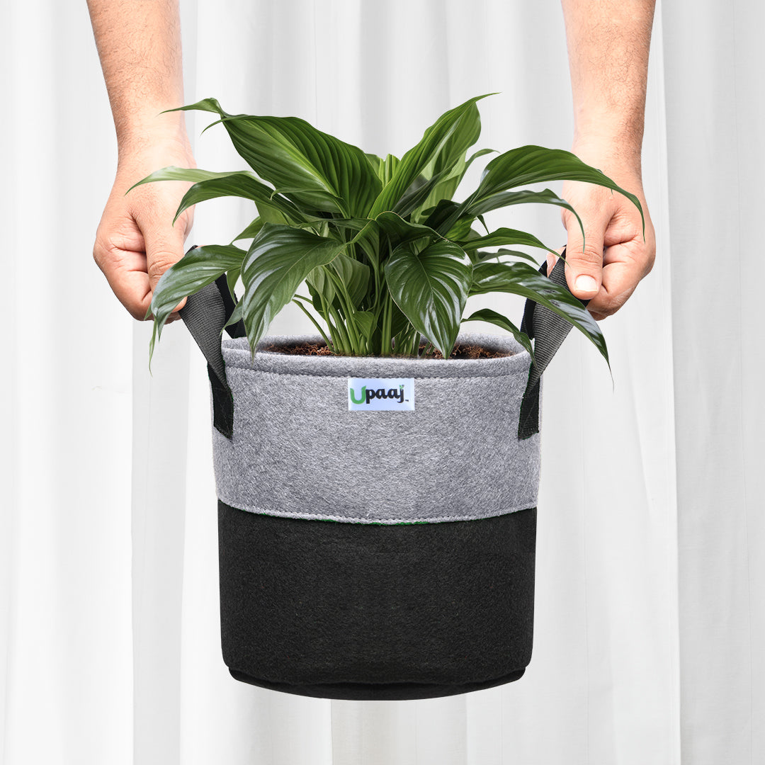Dual color geo fabric grow bag with plant with handles
