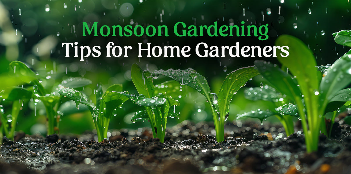 Monsoon Gardening Tips for Home Gardeners