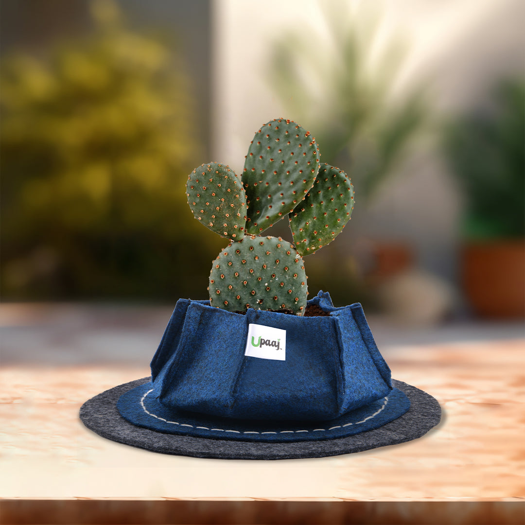 Decorative grow bag with coaster with plant