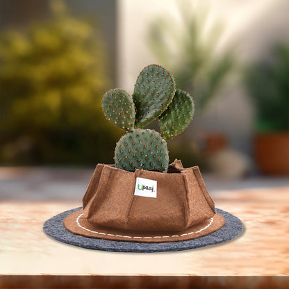 Decorative grow bag with coaster with plant 