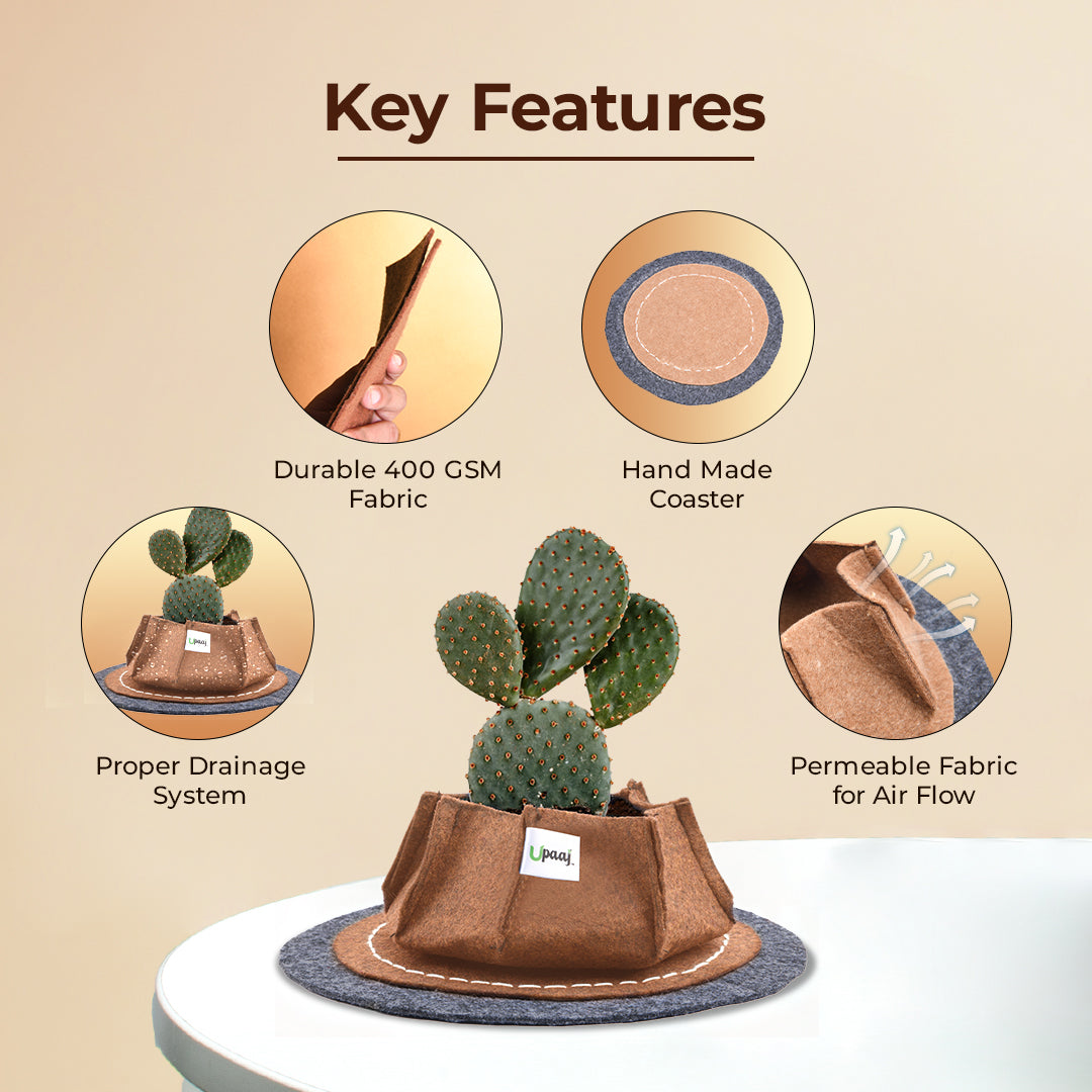 Key features of geo fabric grow bags with coaster