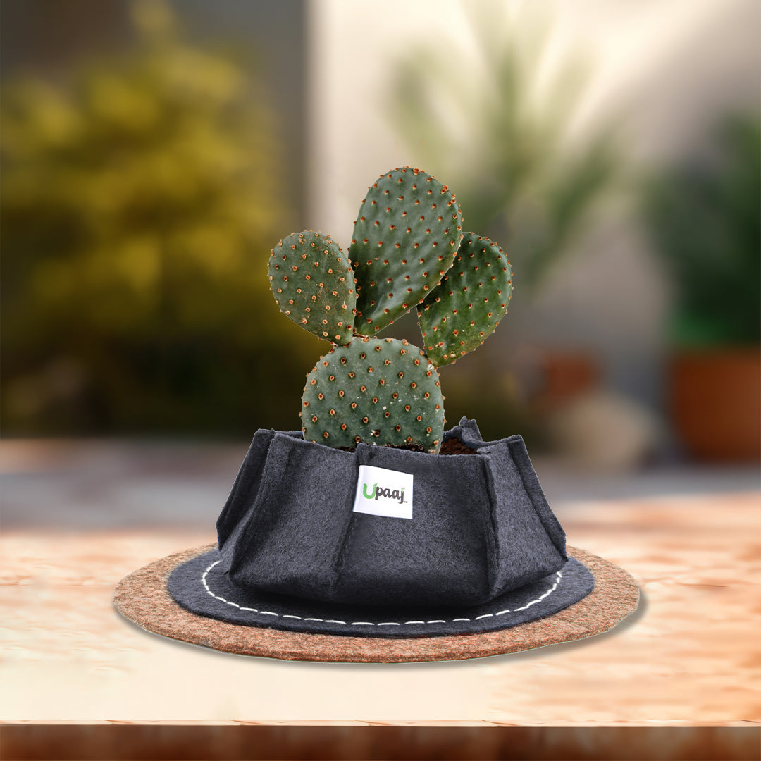 Decorative grow bag with coaster with plant 