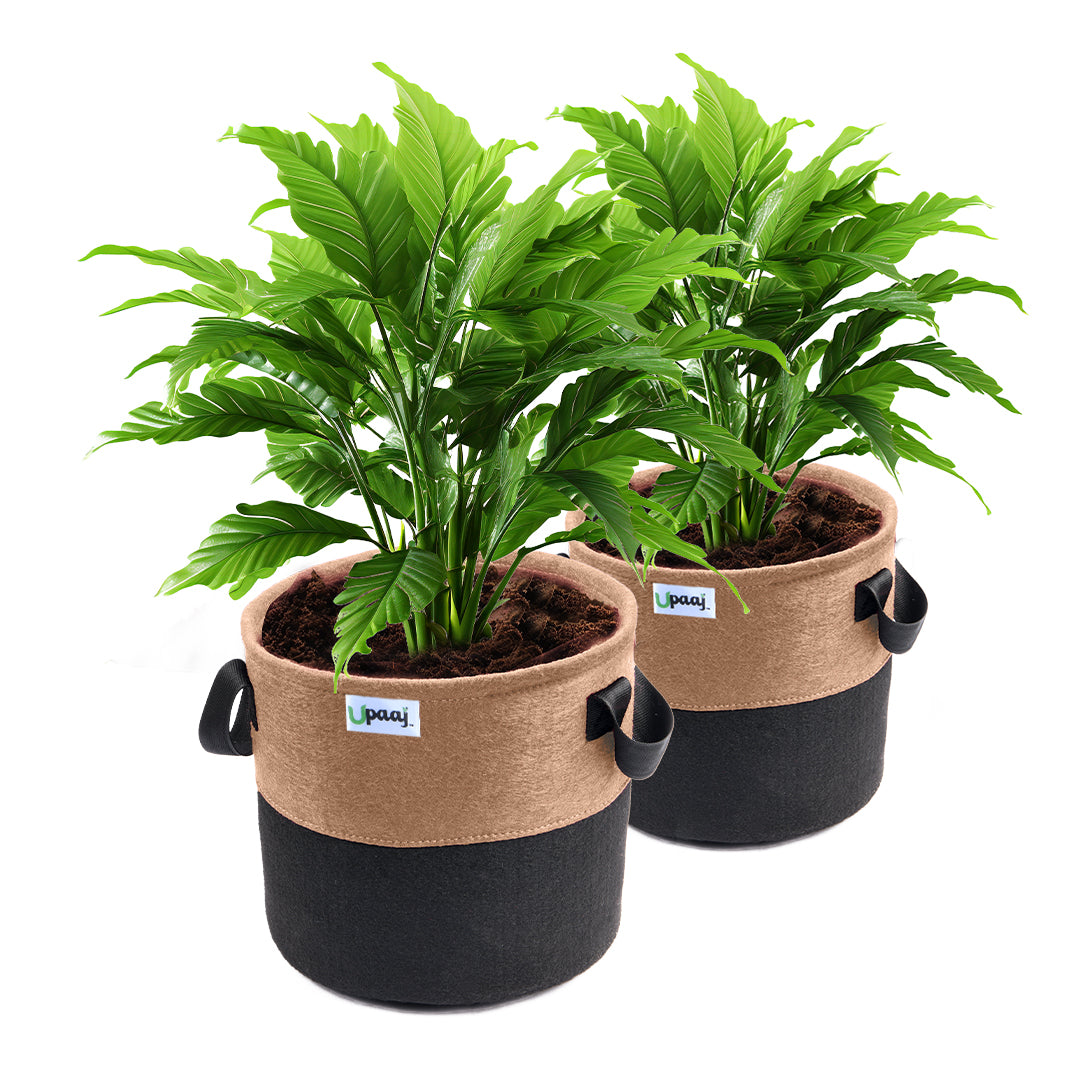 Dual color geo fabric grow bag with plant with handles Pack of 2