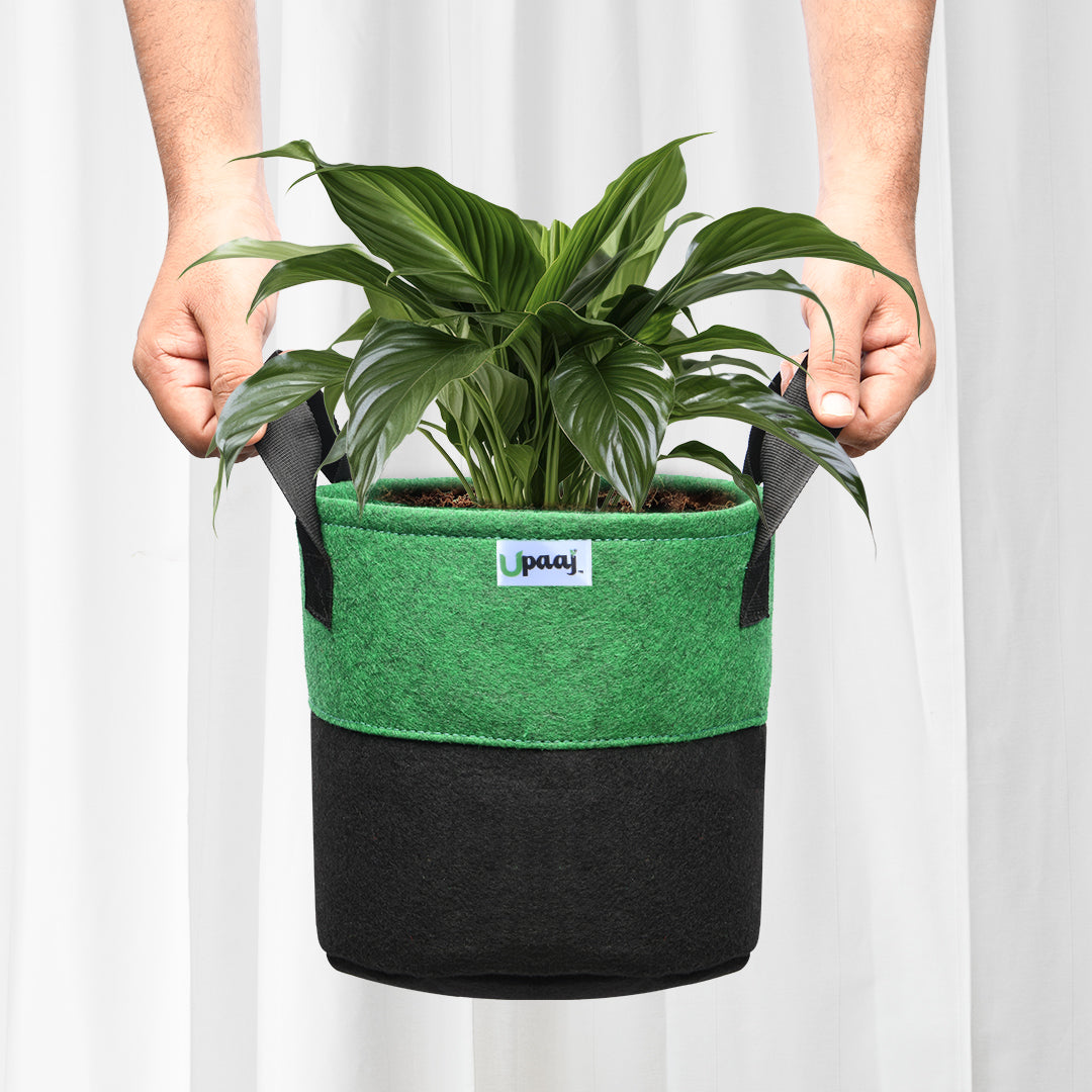 Dual color geo fabric grow bag with plant with handles 