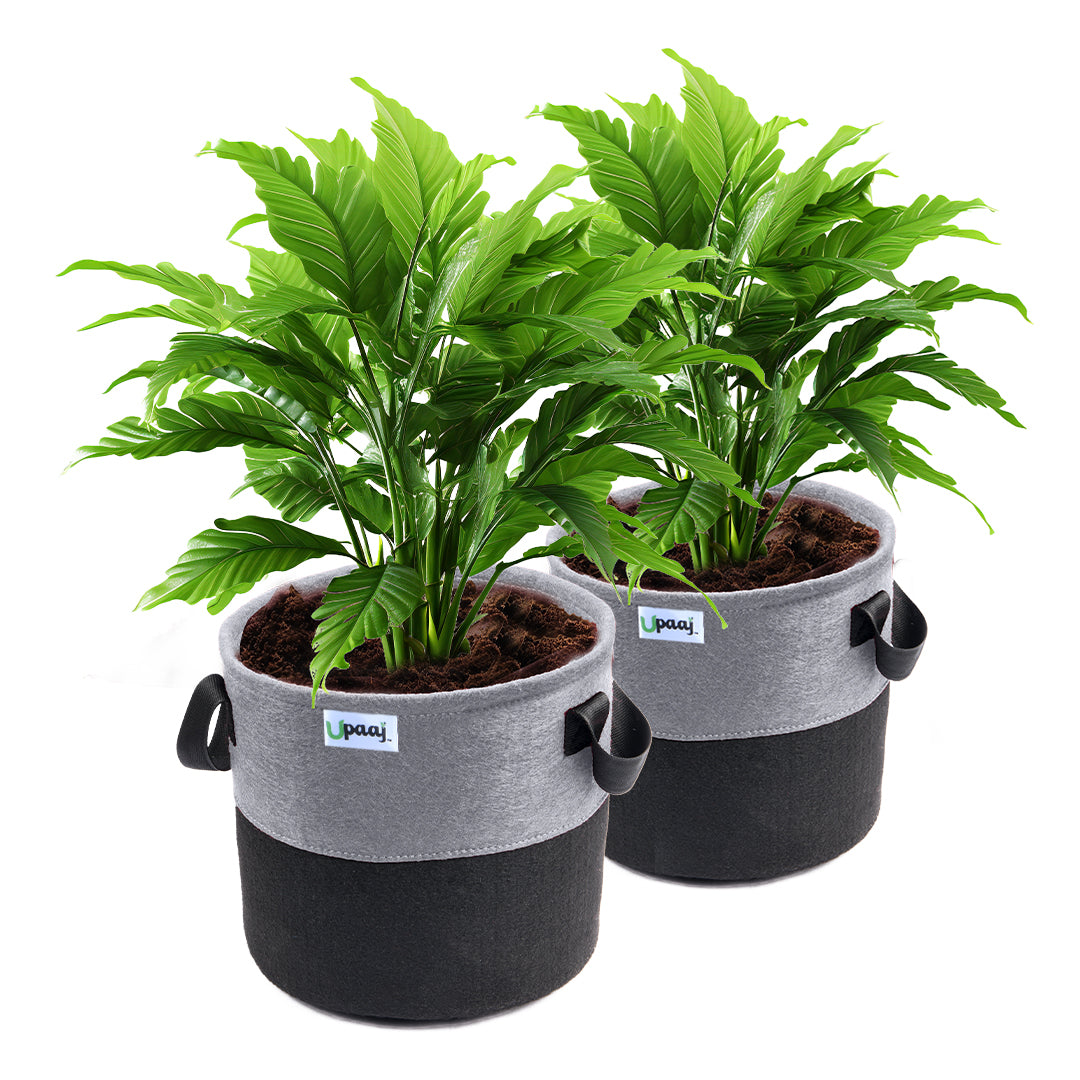 Dual color geo fabric grow bag with plant with handles Pack of 2