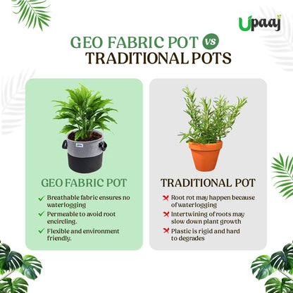 Geo fabric grow bag vs traditional plant pot