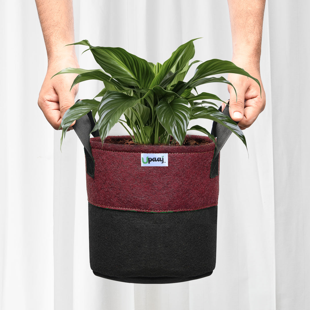 Dual color geo fabric grow bag with plant with handles 