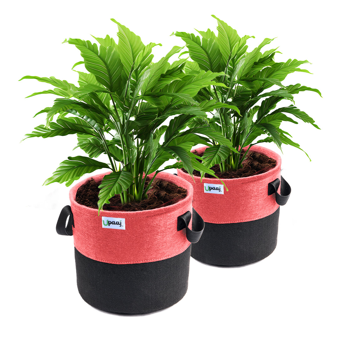 Dual color geo fabric grow bag with plant with handles Pack of 2