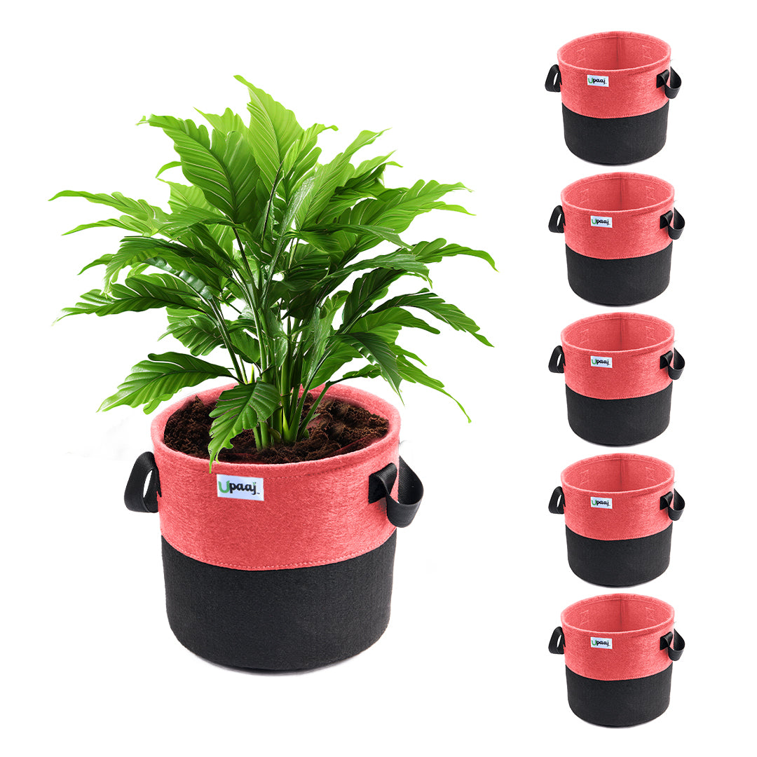 Dual color geo fabric grow bag with plant with handles Pack of 6