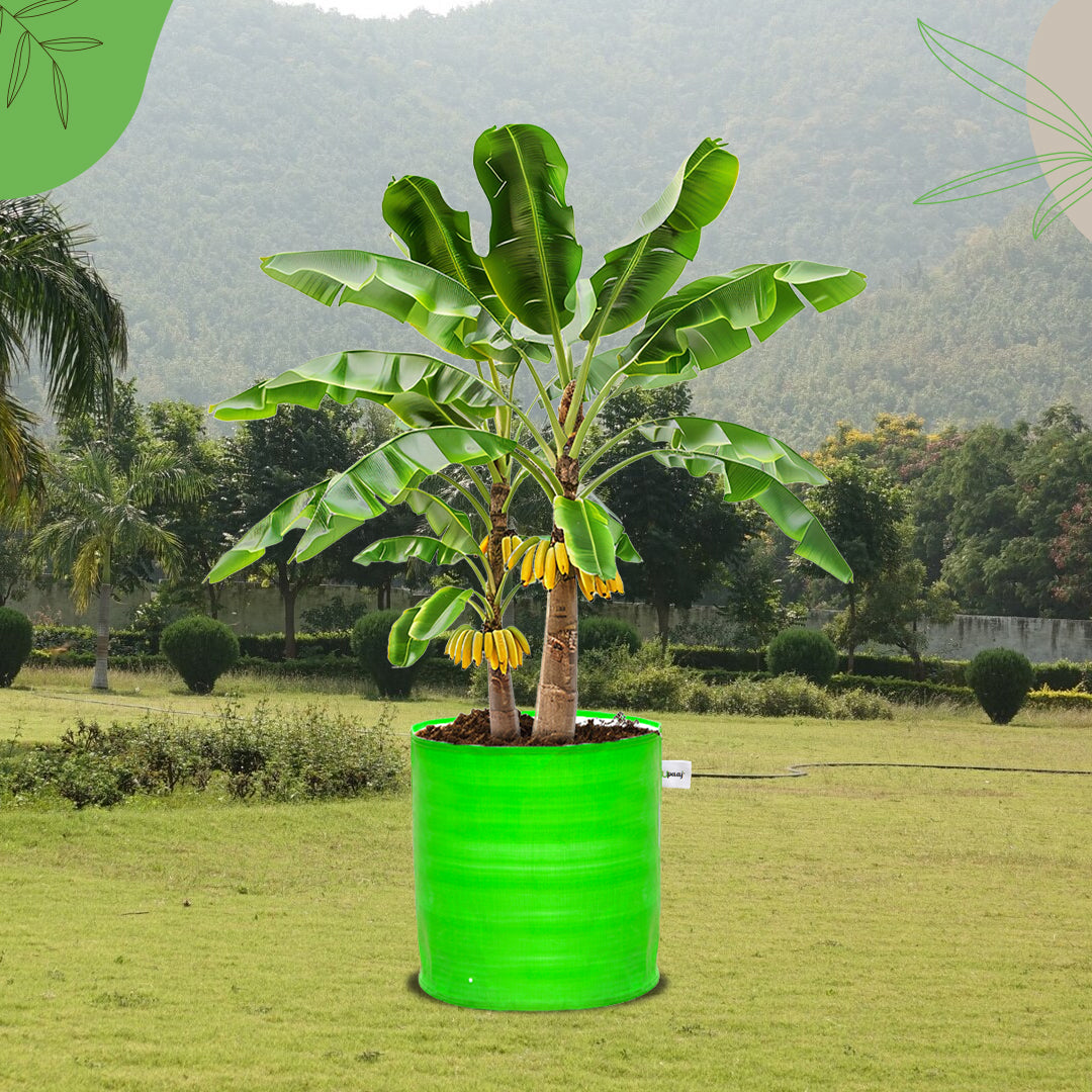 HDPE circular deep Grow bag with plant